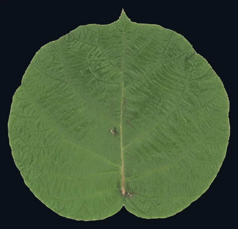 The kiwi leaf albedo recovered by LUMEN-PS, with all lighting removed