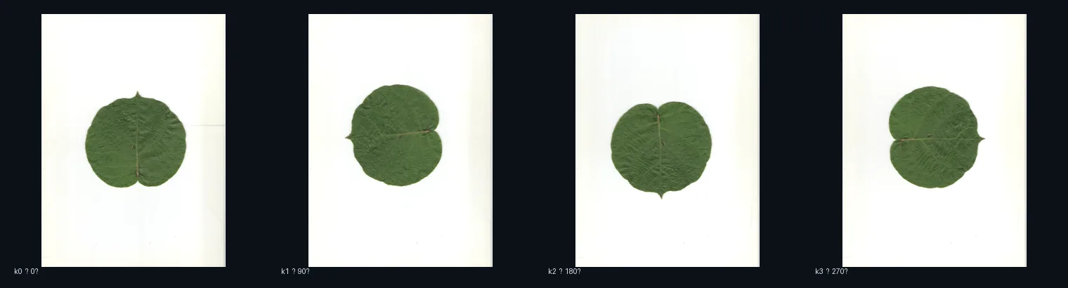 Four real kiwi leaf scanner captures at 0, 90, 180 and 270 degrees