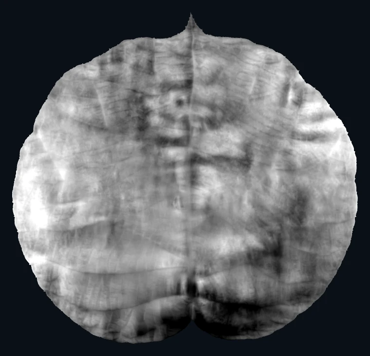 The kiwi leaf height field integrated from the recovered normals