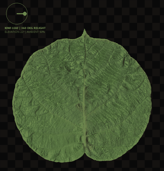 A scanned kiwi leaf relit through a full 360-degree orbit using its recovered normal map