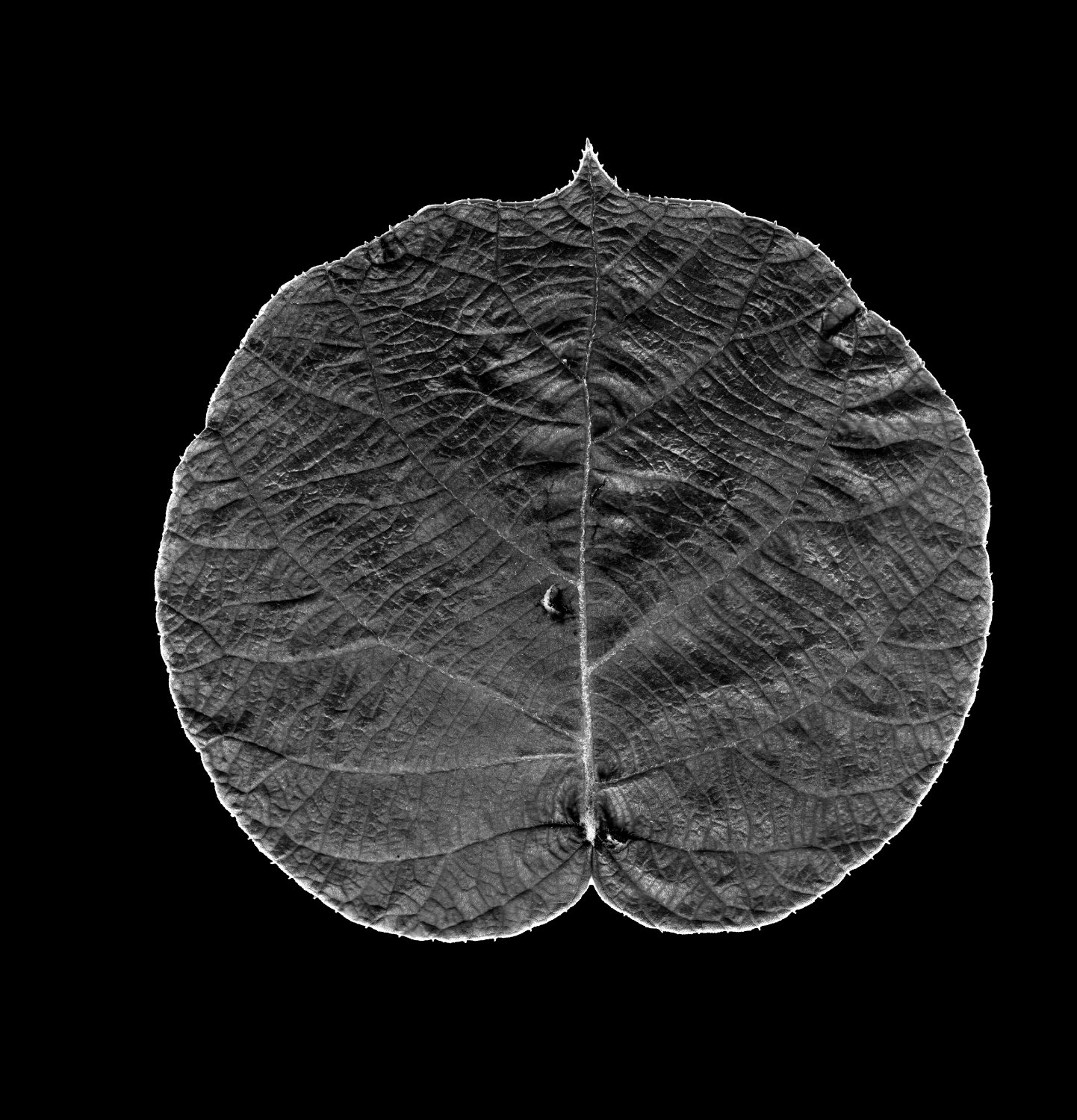 The observed scanner capture used for quality assurance
