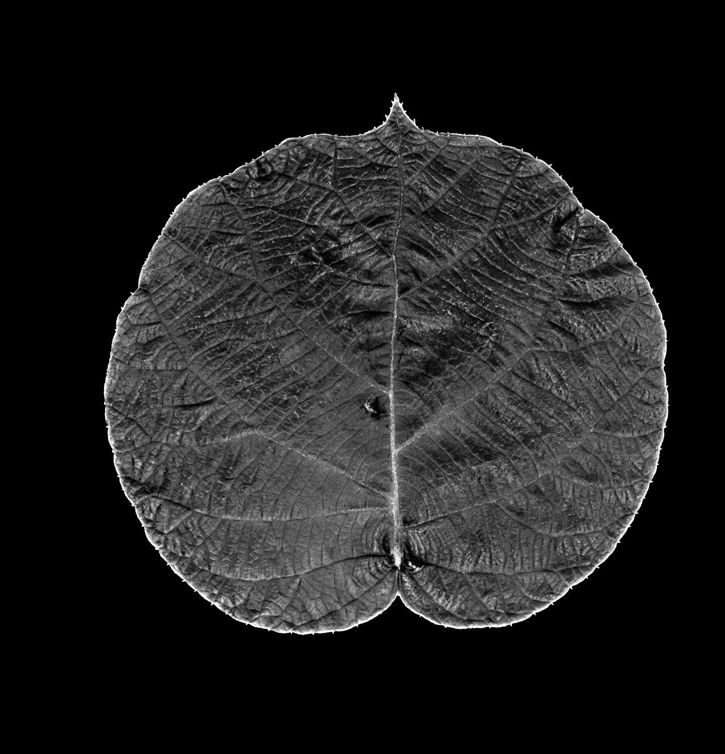The same view predicted from the recovered albedo and normal maps